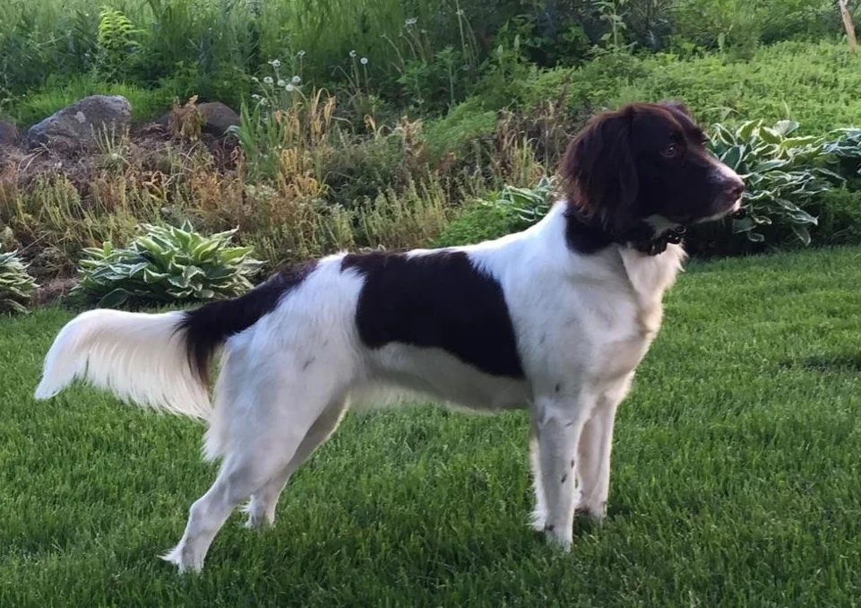 Small hotsell munsterlander kennels